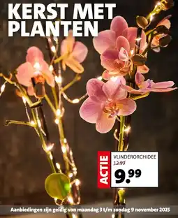 Intratuin KERST MET PLANTEN aanbieding