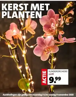 Intratuin VLINDERORCHIDEE aanbieding
