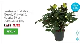 Intratuin Kerstroos (Helleborus ‘Beauty Princess’). Hoogte 60 cm, potmaat 17 cm. aanbieding