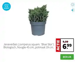 Intratuin Jeneverbes (Juniperus squam. ‘Blue Star’). Biologisch, hoogte 45 cm, potmaat 19 cm. aanbieding