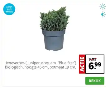 Intratuin Jeneverbes (Juniperus squam. ‘Blue Star’). Biologisch, hoogte 45 cm, potmaat 19 cm. aanbieding