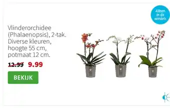 Intratuin Vlinderorchidee (Phalaenopsis), 2-tak. Diverse kleuren, hoogte 55 cm, potmaat 12 cm. aanbieding
