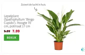 Intratuin Lepelplant (Spathiphyllum ‘Bingo Cupido’). Hoogte 70 cm, potmaat 17 cm aanbieding