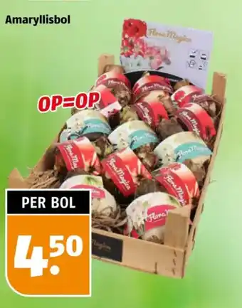Poiesz Amaryllisbol aanbieding