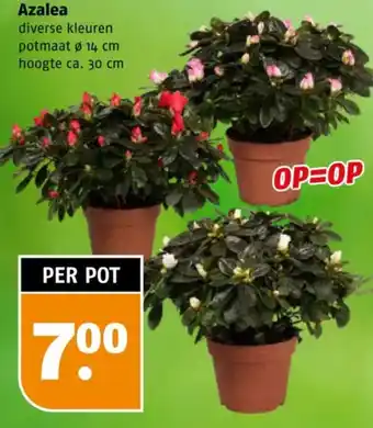 Poiesz Azalea aanbieding