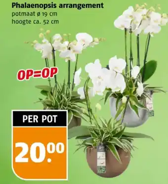 Poiesz Phalaenopsis arrangement aanbieding
