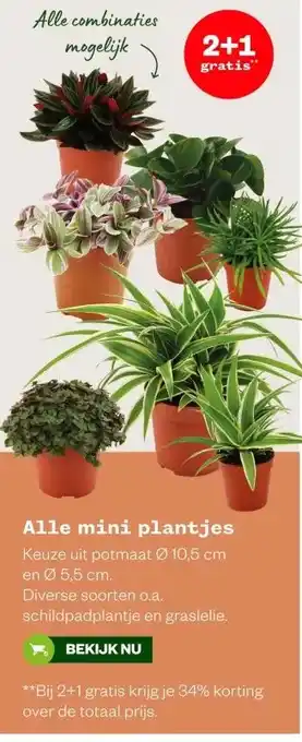 Welkoop Alle mini plantjes aanbieding