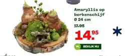 Welkoop Amaryllis op berkenschijf aanbieding