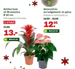 Welkoop Anthurium of Bromelia Ø 12 cm aanbieding