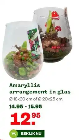 Welkoop Amaryllis arrangement in glas aanbieding