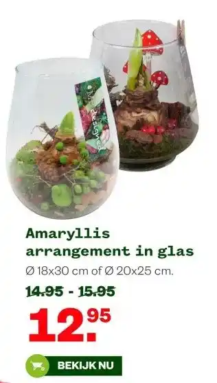 Amaryllis arrangement in glas