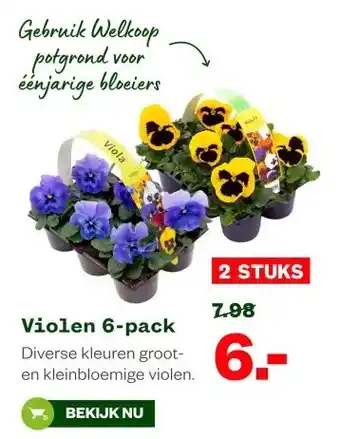 Welkoop Violen 6-pack aanbieding