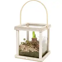 Albert Heijn AH Amaryllis in lantaarn aanbieding