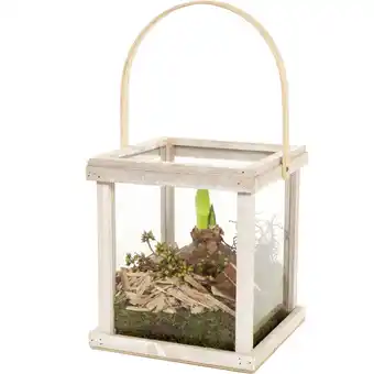 Albert Heijn AH Amaryllis in lantaarn aanbieding