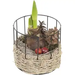 Albert Heijn AH Amaryllis in mand metaal aanbieding