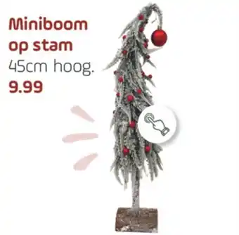 Coppelmans Miniboom op stam aanbieding