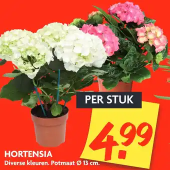 Dekamarkt Hortensia aanbieding