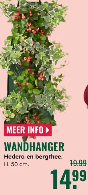 GroenRijk Wandhanger Hedera en bergthee. aanbieding