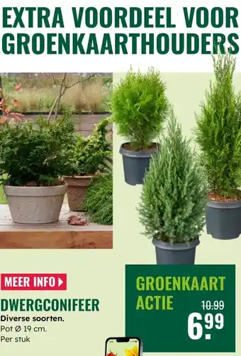 GroenRijk Dwergconifeer aanbieding