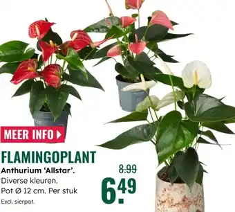 GroenRijk Flamingoplant Anthurium Allstar aanbieding