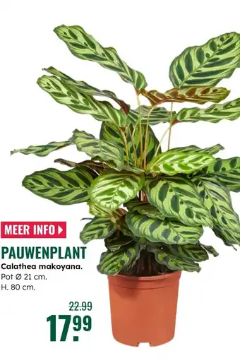 GroenRijk Pauwenplant Calathea makoyana aanbieding