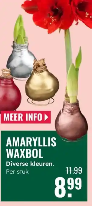 GroenRijk Amaryllis waxbol aanbieding