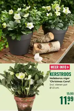 GroenRijk Kerstroos Helleborus niger Christmas Carol aanbieding