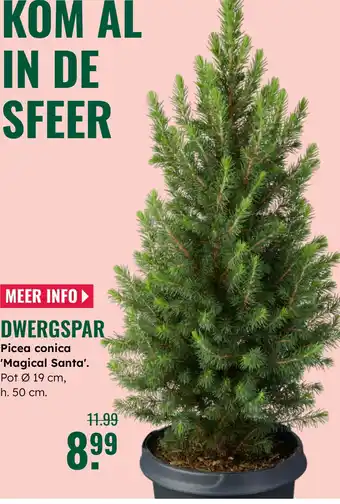 GroenRijk Dwergspar Picea conica Magical Santa aanbieding