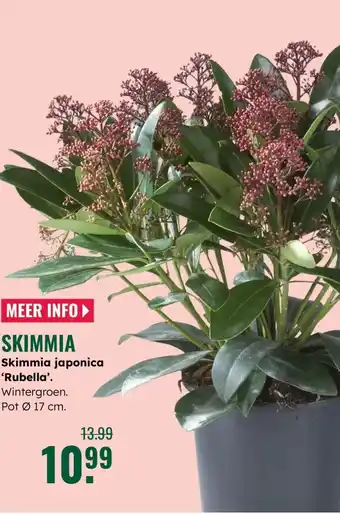 GroenRijk Skimmia japonica Rubella aanbieding