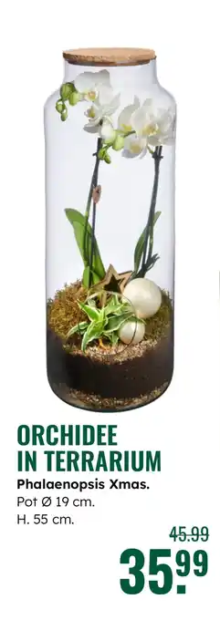 GroenRijk Orchidee in terrarium Phalaenopsis Xmas. aanbieding