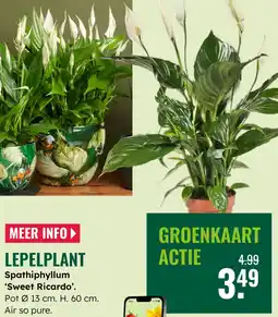 GroenRijk Lepelplant Spathiphyllum Sweet Ricardo aanbieding