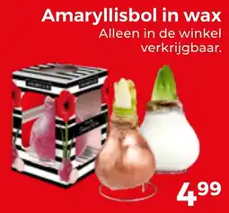 Trekpleister Amaryllisbol in wax aanbieding