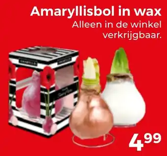 Trekpleister Amaryllisbol in wax aanbieding