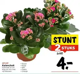 Vomar Voordeelmarkt Kalanchoë aanbieding