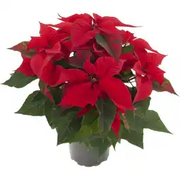 Albert Heijn AH Kerstster groot rood aanbieding