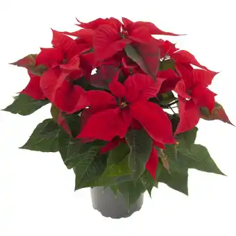 Albert Heijn AH Kerstster groot rood aanbieding