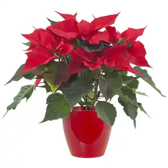 Albert Heijn AH Kerstster rood rode pot aanbieding