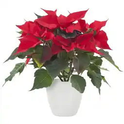 Albert Heijn AH Kerstster rood witte pot aanbieding