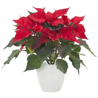 Albert Heijn AH Kerstster rood witte pot aanbieding