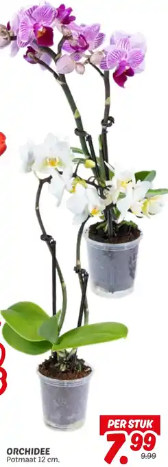Dekamarkt Orchidee aanbieding