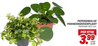 Dekamarkt Peperomia of Pannenkoekenplant aanbieding
