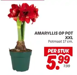 Dekamarkt Amaryllis op Pot XXL aanbieding