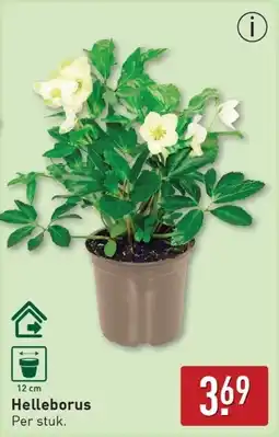 ALDI Helleborus aanbieding