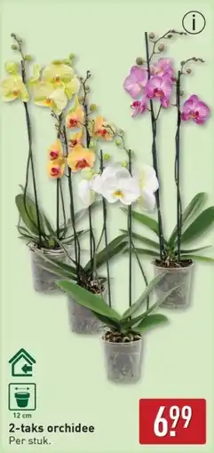 ALDI 2 taks orchidee aanbieding