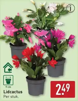 ALDI Lidcactus aanbieding