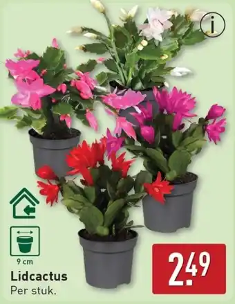 ALDI Lidcactus aanbieding
