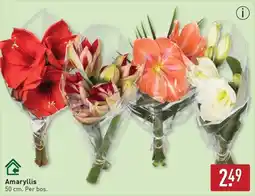 ALDI Amaryllis aanbieding