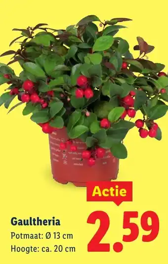 Lidl Gaultheria aanbieding