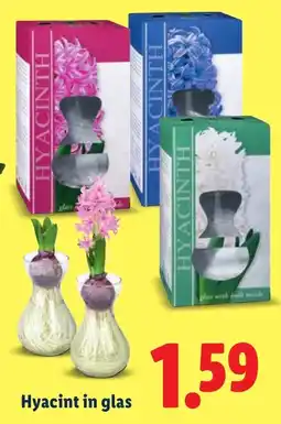 Lidl Hyacint in glas aanbieding