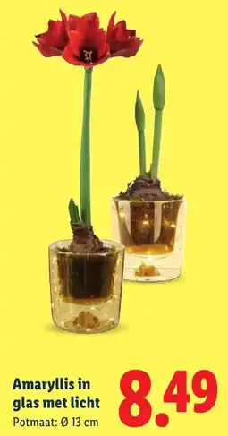Lidl Amaryllis in glas met licht aanbieding